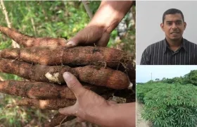 El investigador Rommel Igor León Pacheco, del Centro de Investigación Caribia de Agrosavia, habló de las variedades de yuca.