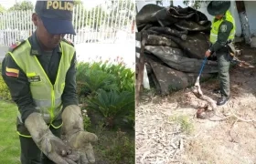 Policías ambientales atienden llamado de la comunidad por la aparición de caracoles africanos y reptiles.