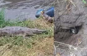 Un caimán aguja puso huevos en la ribera del río Bogotá.