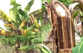 El hongo afectaría a todos los productores de banano y plátano.