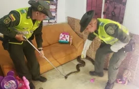 Policías rescatan boa constrictor en una casa en Sabanagrande.