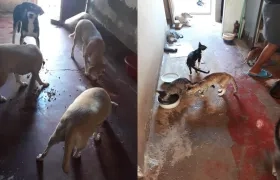 El grupo de perros y gatos.