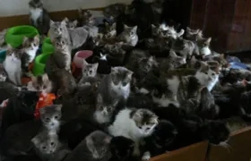  En la actualidad, los voluntarios han encontrado nuevo hogar para unos 50 gatos.