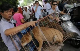 La decisión de Shenzhen fue celebrada por los animalistas.