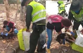 Personal de la Policía rescatando un perro en Soledad.