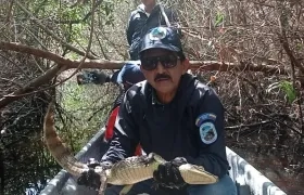 Guardaparques con babilla rescatada en la Ciénaga Grande de Santa Marta.