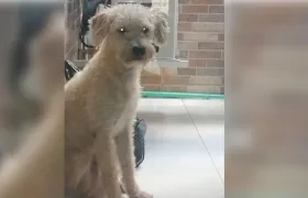 Este es ‘Biorj’, un french poodle extraviado en Ciudadela Metropolitana