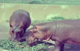 Dos hipopótamos se pasean por Puerto Triunfo.