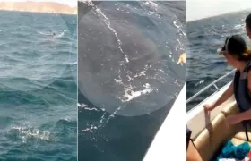 Turistas viendo la ballena en momentos en que pasa cerca de la embarcación.