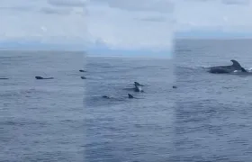Momento en el que las ballenas piloto son captadas en video.