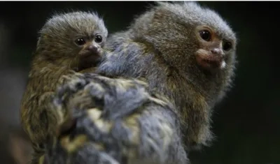 Unos gemelos de la especie primate tamarino de Geoffroy (saguinus geoffroyi), conocida también como tití panameño, nacieron en el zoológico de Medellín gracias al trabajo de investigadores y biólogos.