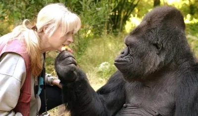La gorila Koko y su amiga y profesora, la doctora Penny Patterson.