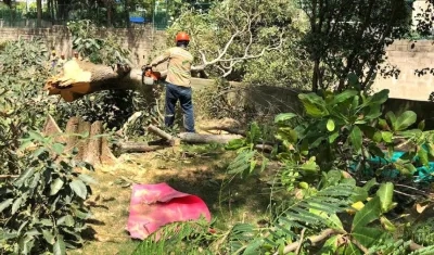 El 'arboricidio' con motosierras para la ejecución del proyecto.