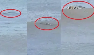 El instante en que es visto caimán aguja en Puerto Mocho