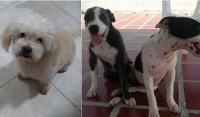 Toreto, a la izquierda se perdió en El Carmen. En la otra foto dos mascotas extraviadas por Siape.