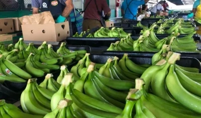 Productores de bananos están preocupados por situación actual.