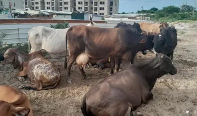 Vacas recuperadas por la Policía de Atlántico. 