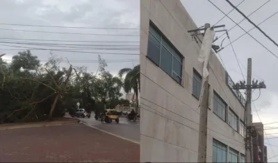 Árbol caído y afectación en el servicio de energía en Miramar. 