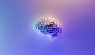 'Brainware’, el organoide cerebral
