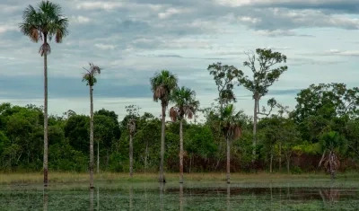 El nuevo Parque Natural de Colombia: la Serranía de Manacacías, en el Meta. 