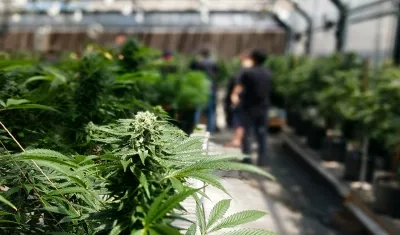 Planta en cultivo de marihuana. 